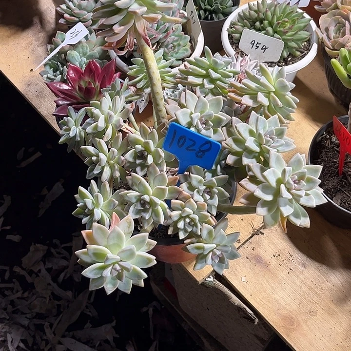 新***月000000000000000001028