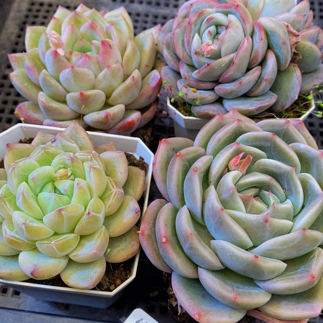 027多肉汤的做法是很简单，我