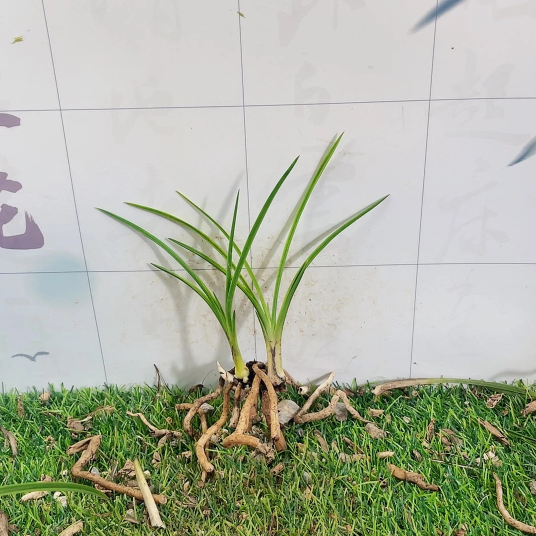 济***心完全开放兰花兰花