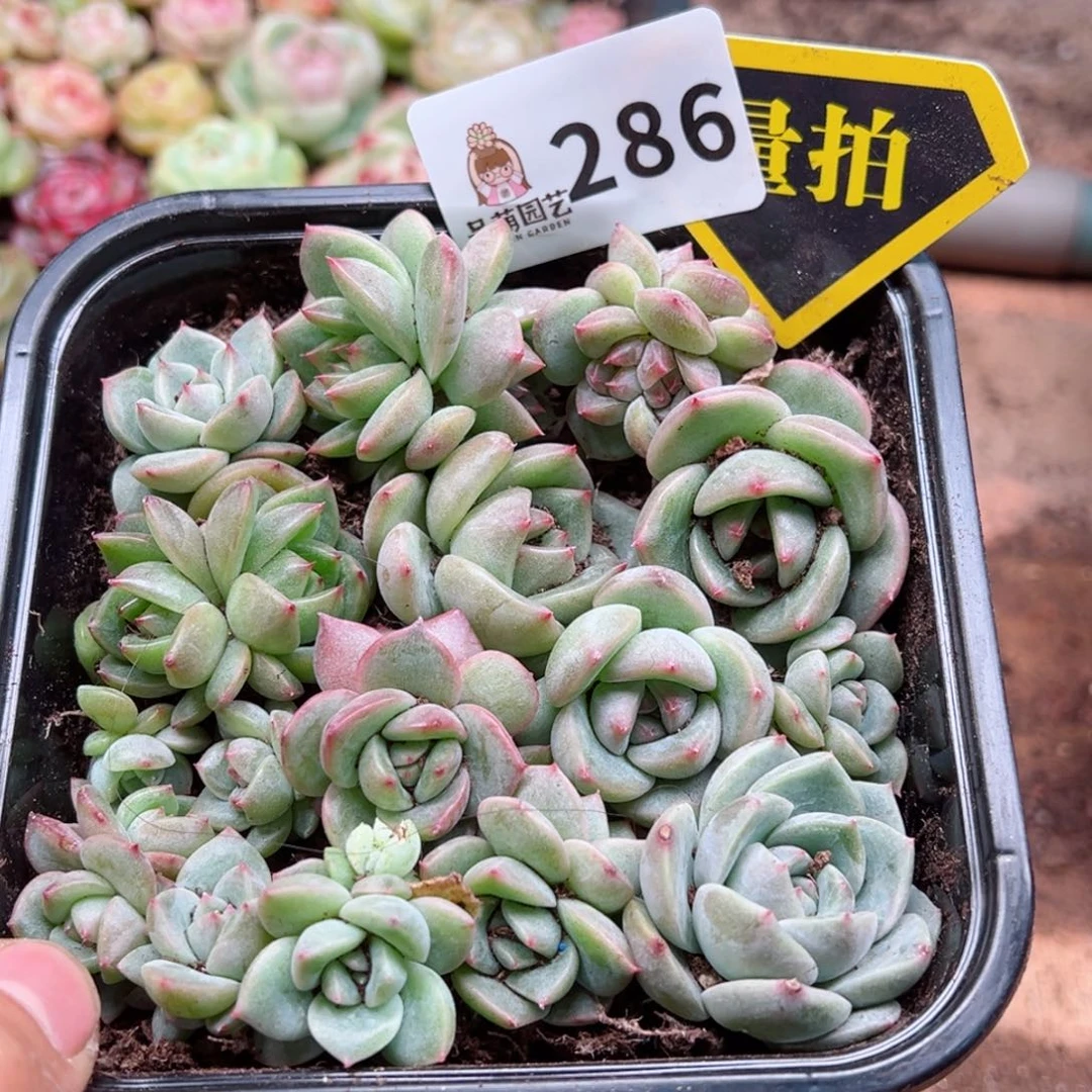 多肉植物多肉植物