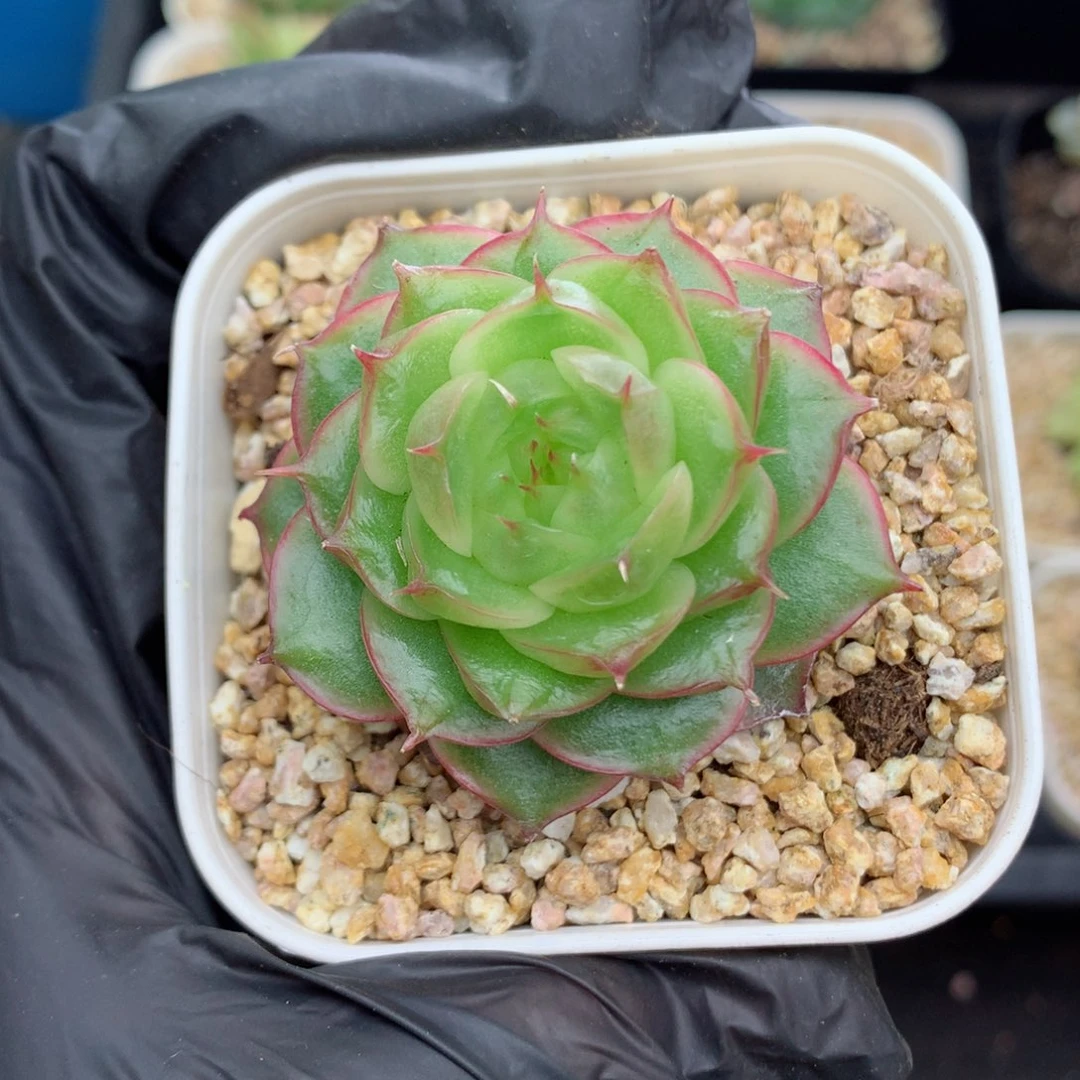 58包邮  群生不包整珍妮59