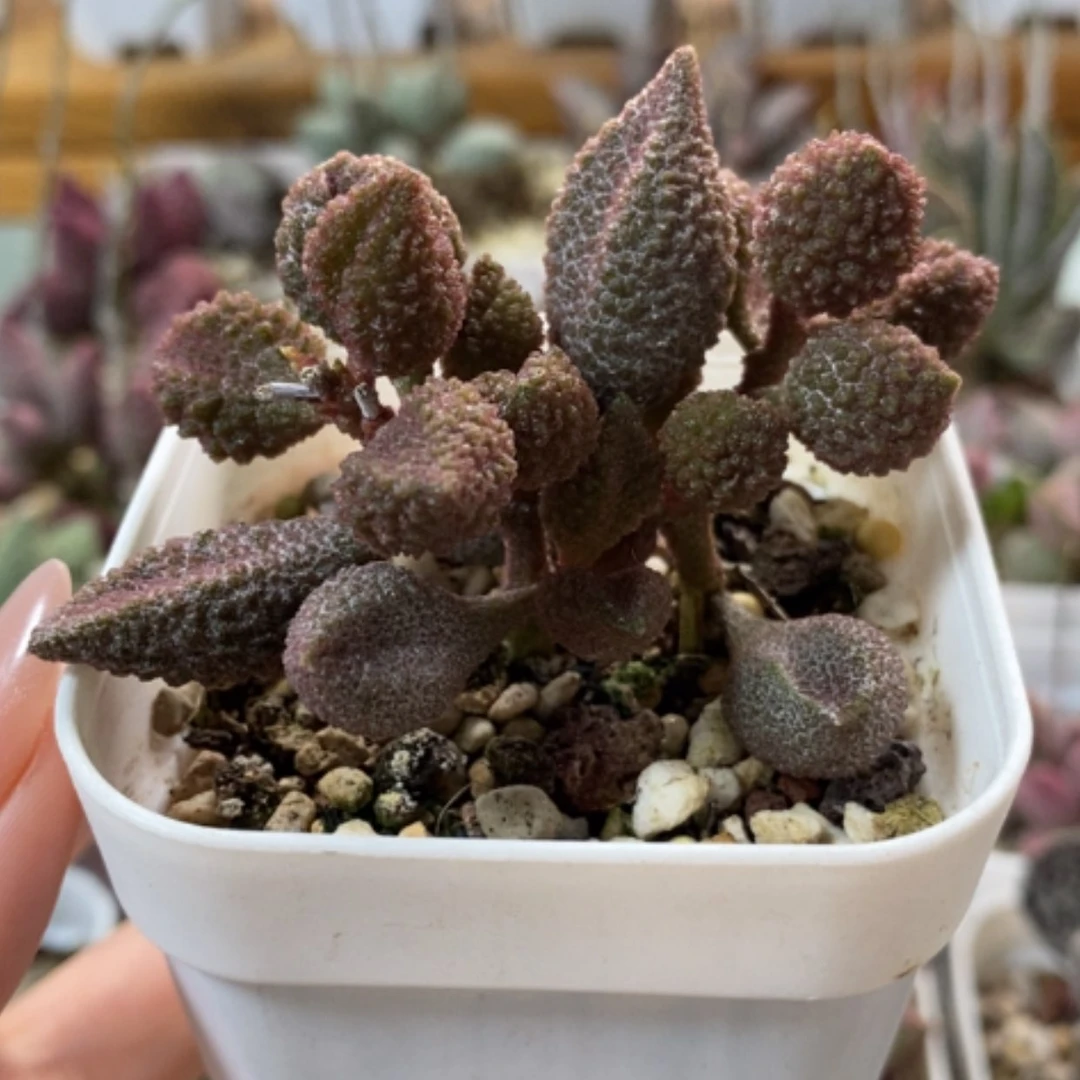 【闪购商品】无花朵荔枝皮