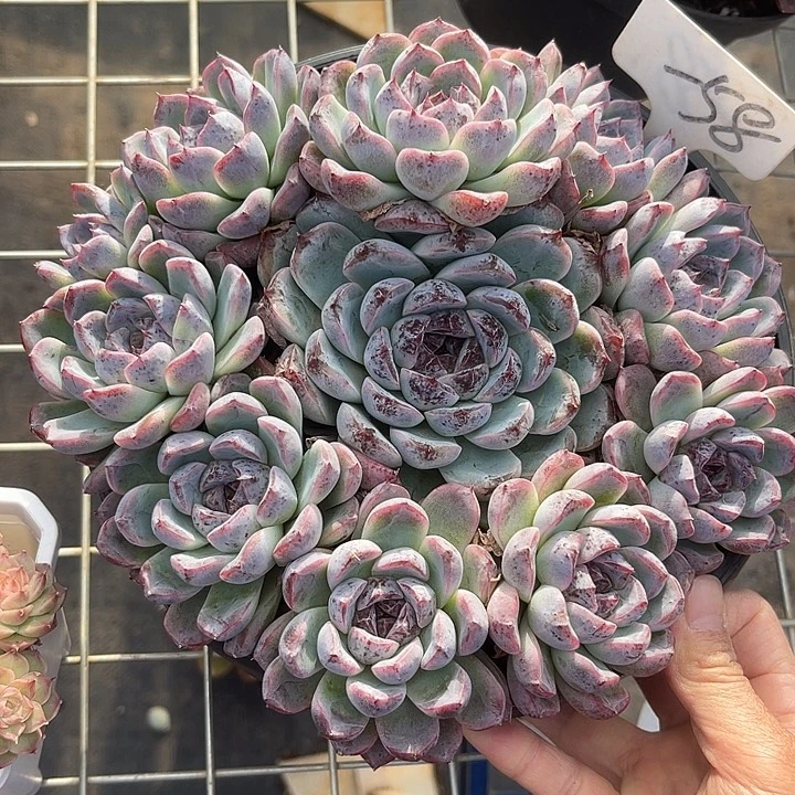 两单包邮，一物一拍58紫薯