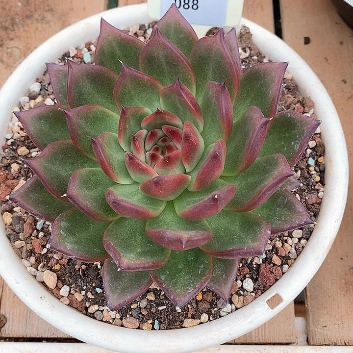 x088-直播福利 摩根