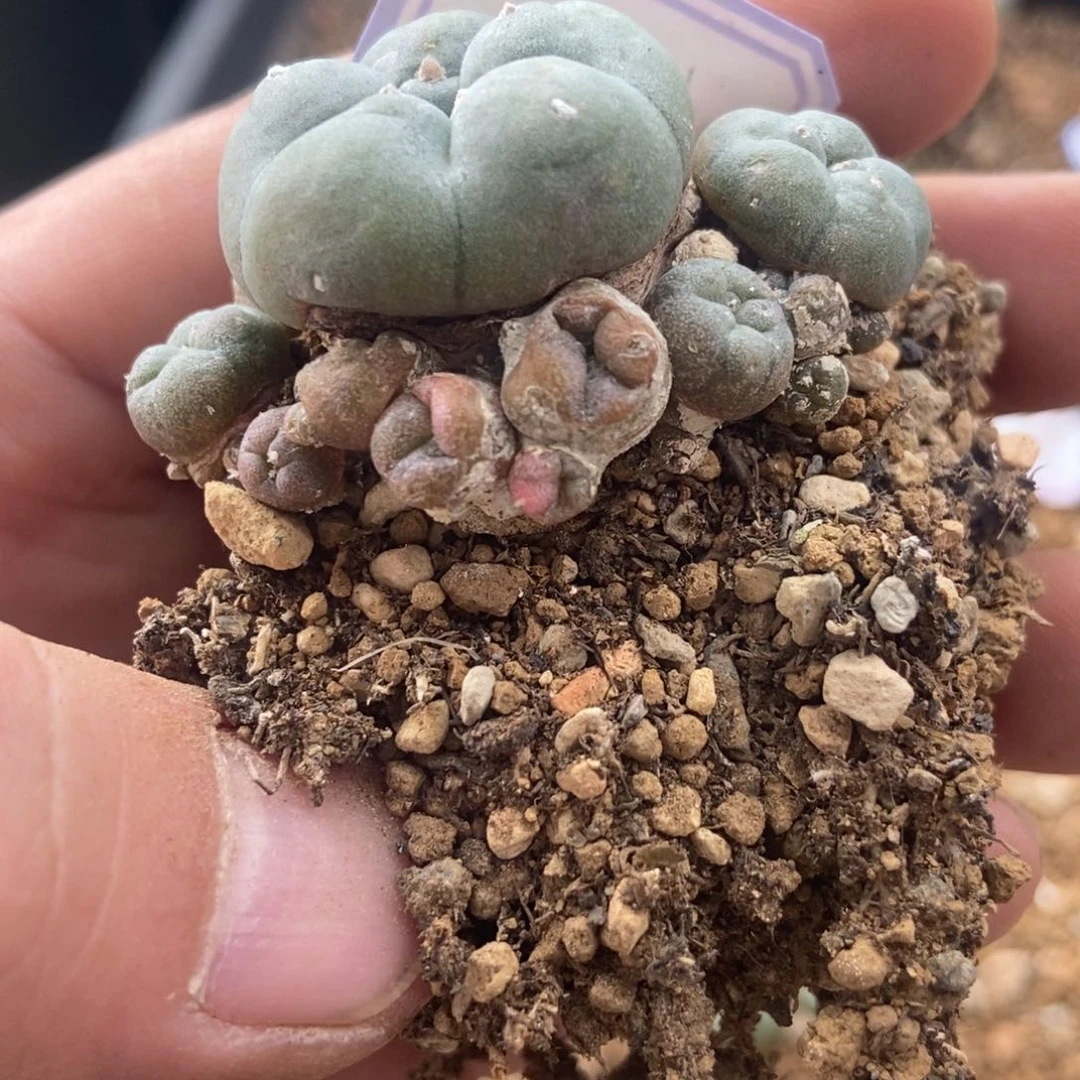 长****产无刺仙人球开花