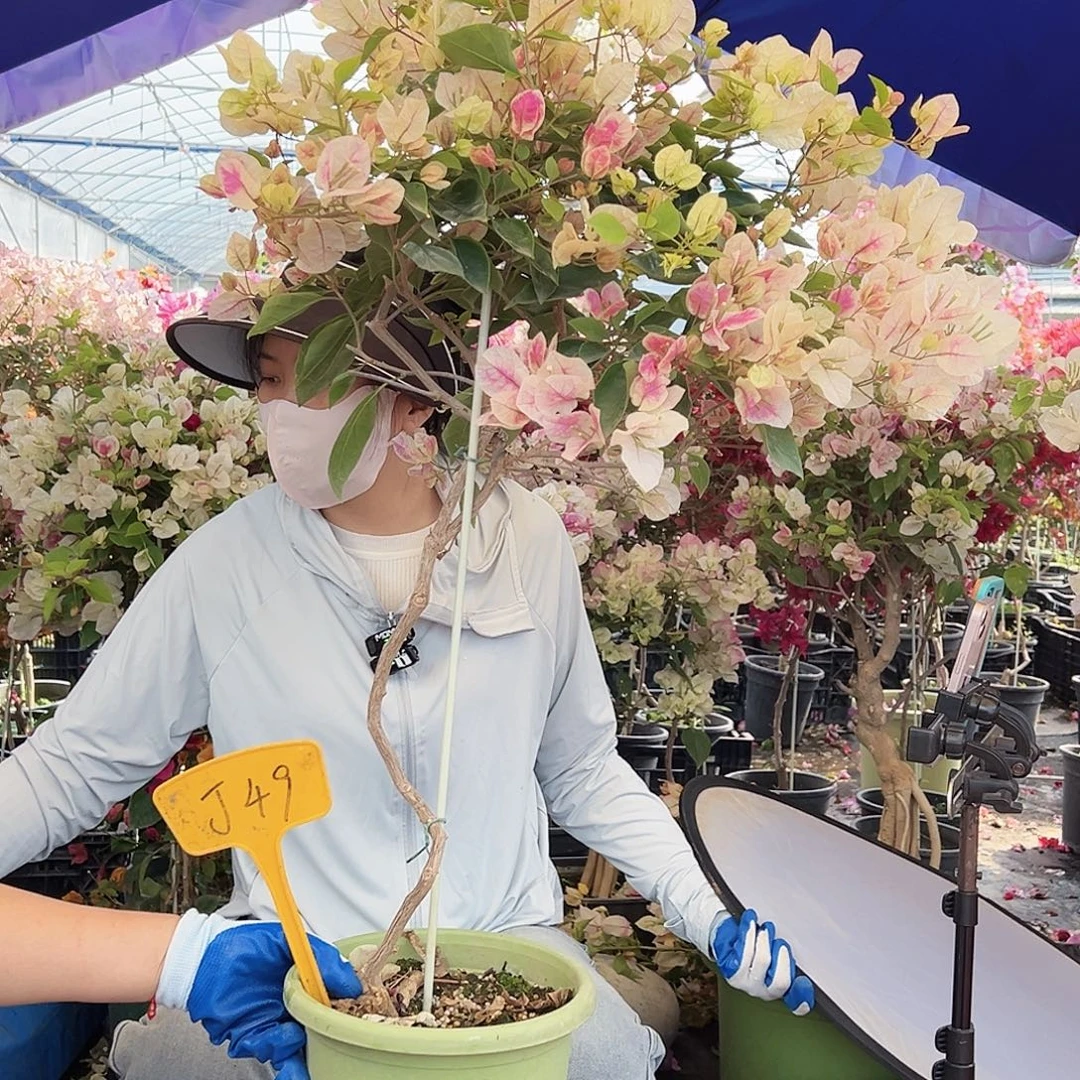 老***肖大部分花苞少量开放J49漳红樱