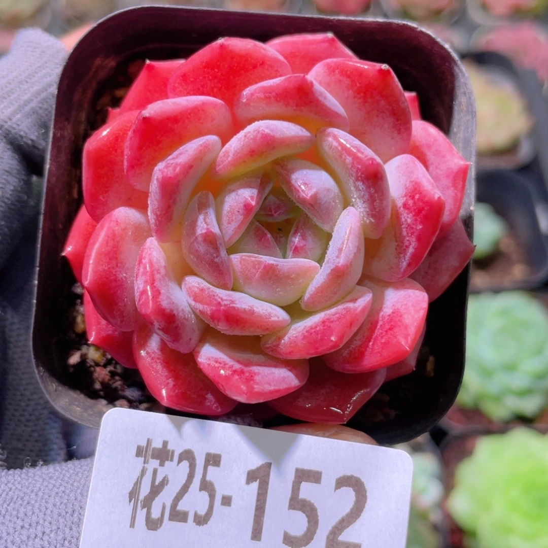 花利美25-152颜霜