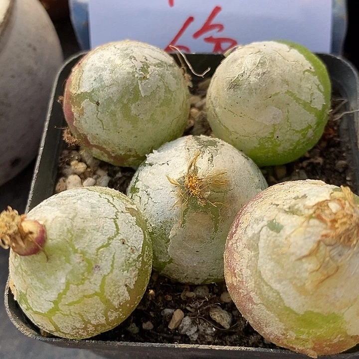 474母本大灯泡有伤一颗