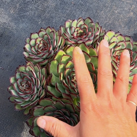 林****D肉酱玫瑰40077