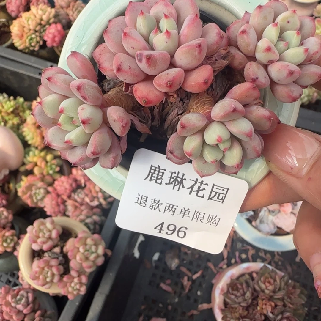 多肉很小看清楚下单拒绝非品质售后496