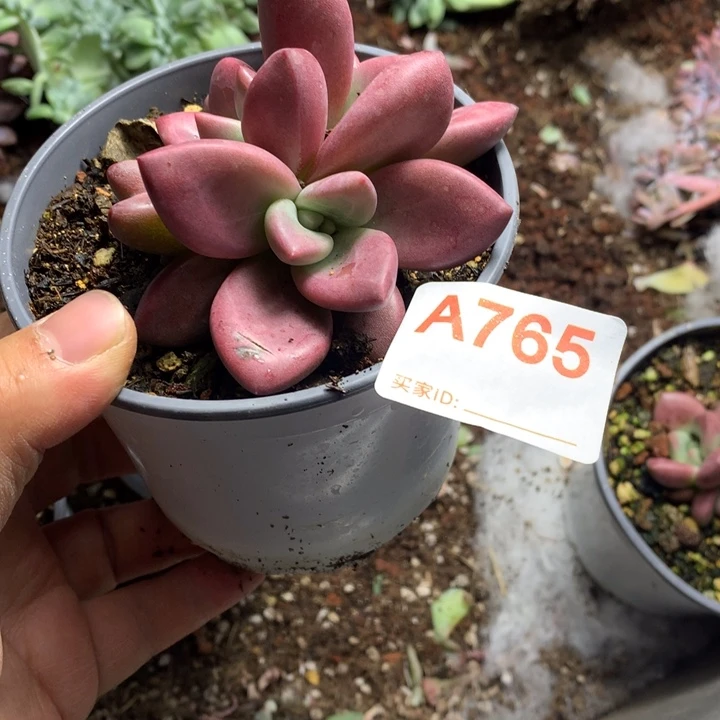 顺***顺765 满28包冷链脱土发货