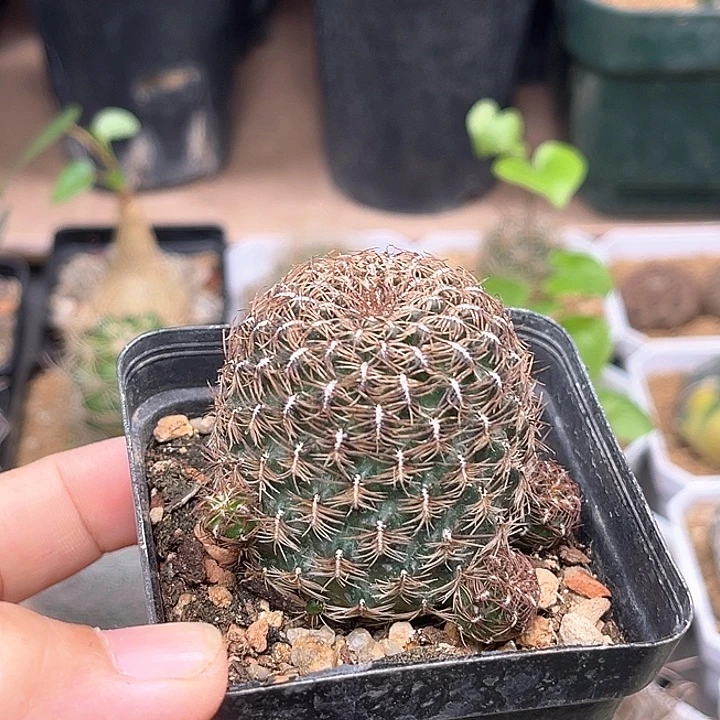 复色沟宝山自根群一颗