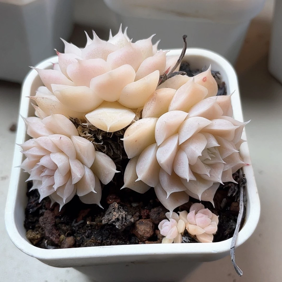 优选女王福利8166