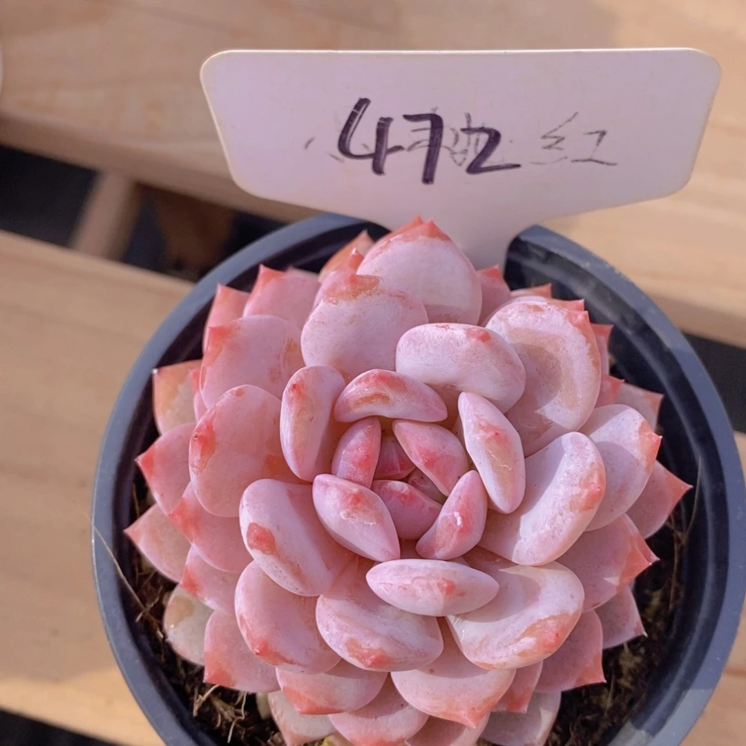 多肉植物，一物一拍，节日活动，3单包邮