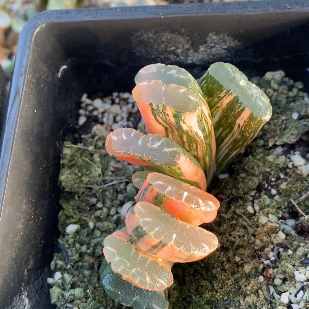 一颗实生玉扇锦 开播福利