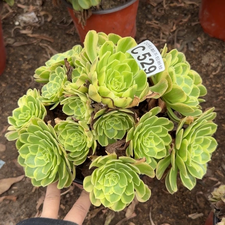 奶白……多肉植物……