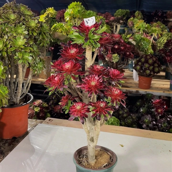 @***$架接法师一个377号