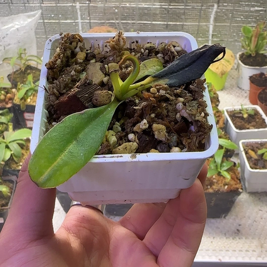 无花朵专拍爱德华