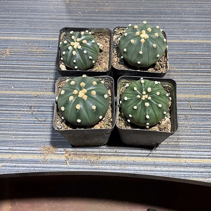 蒙****组合4棵实生脱土发货