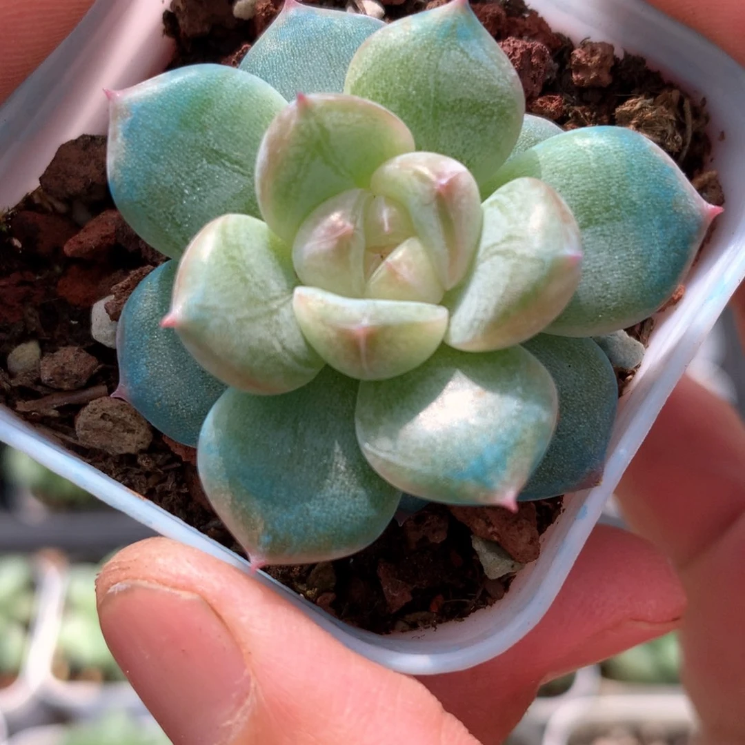 绿体白心一颗6号♥️