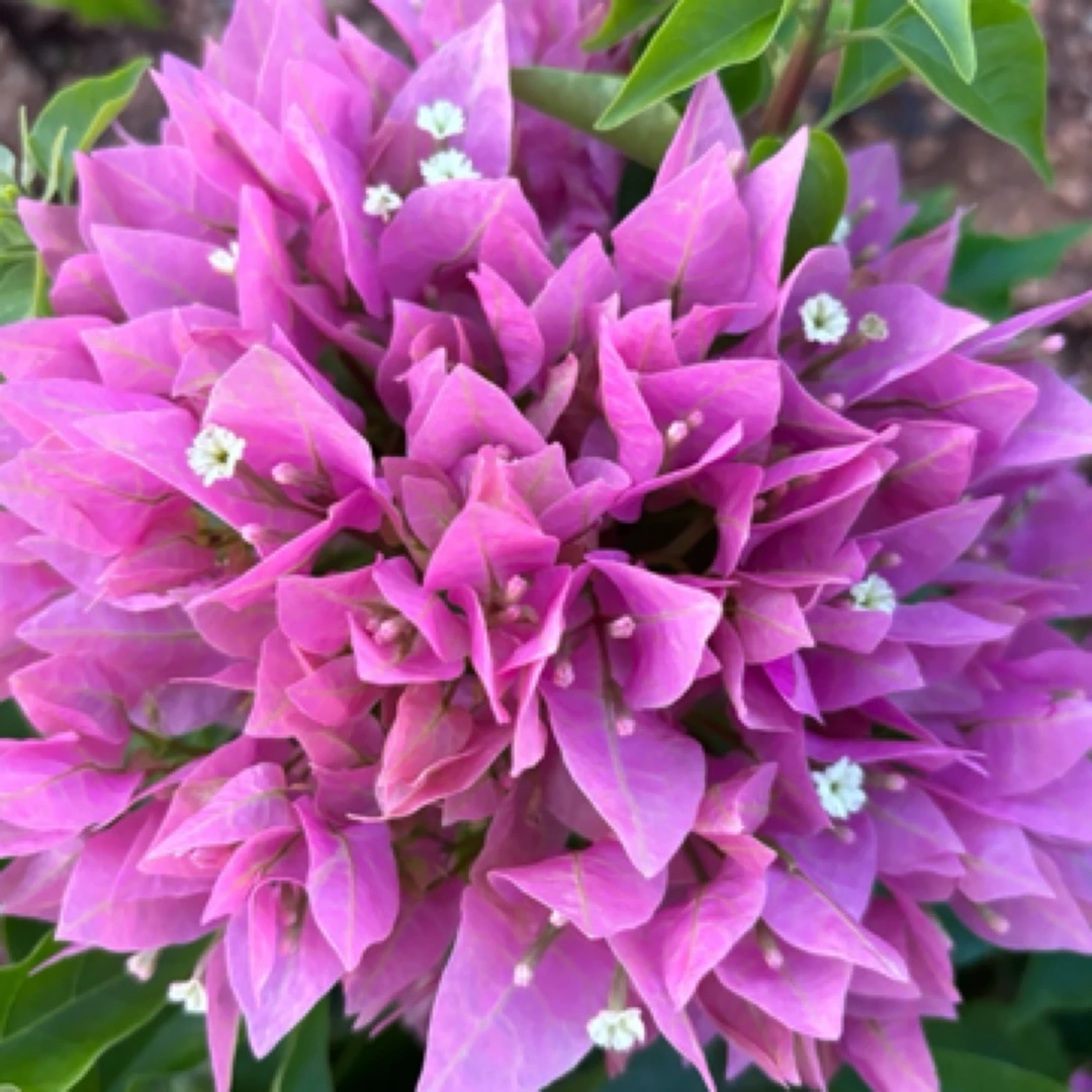 各色三角梅树桩不包活