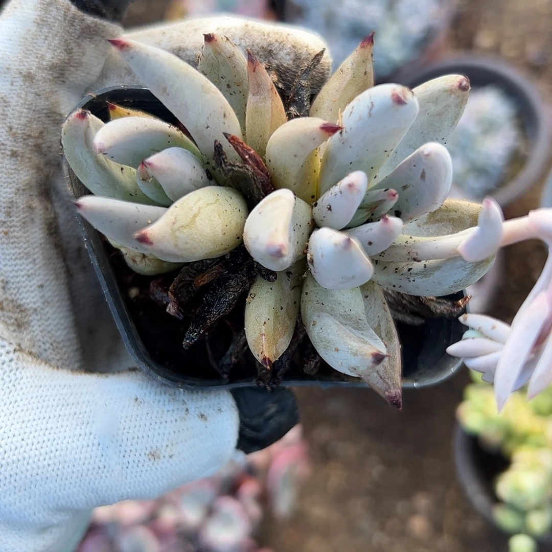 魔抓嘟嘟哦中央音乐学院小心翼翼