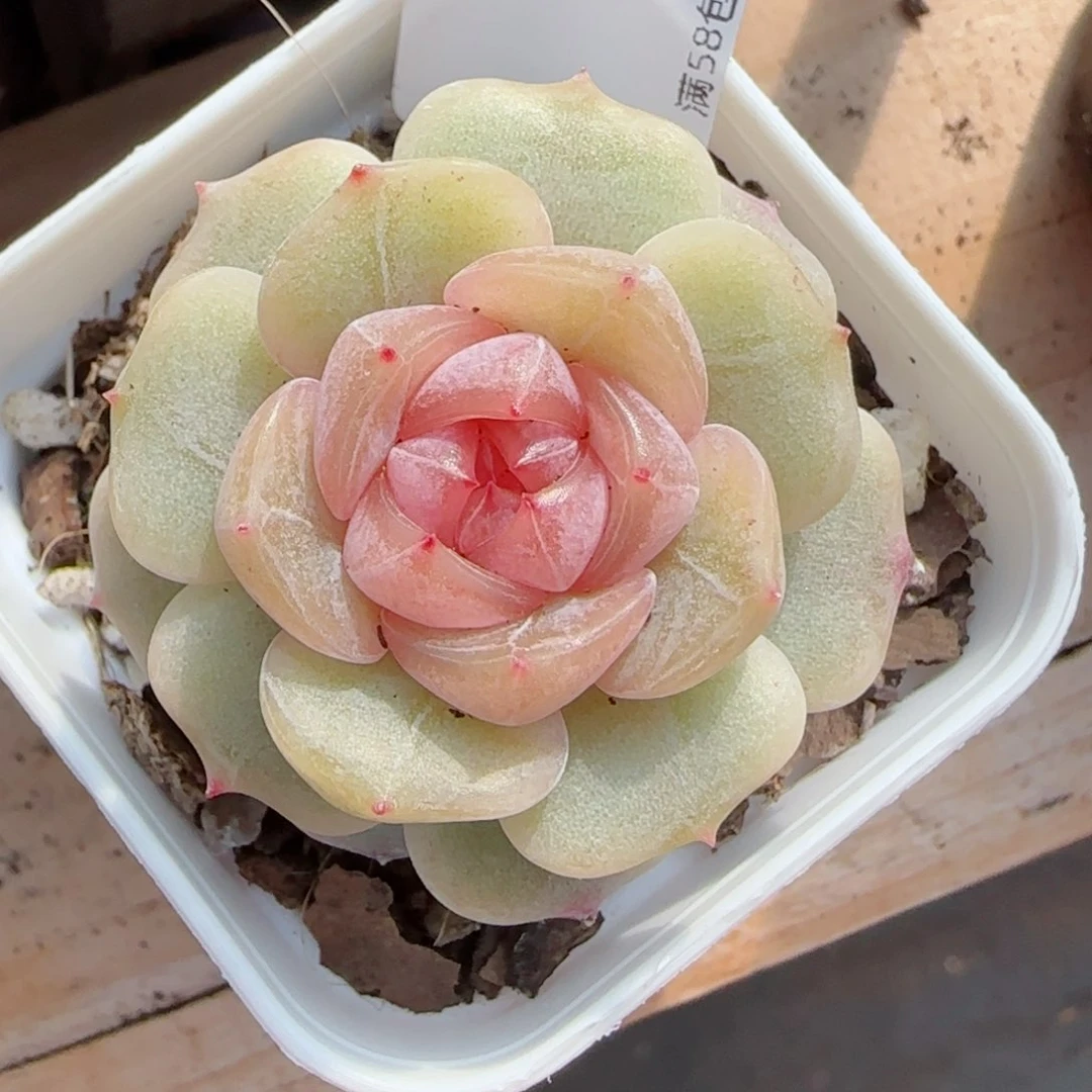 粉色恋人，9192多肉植物