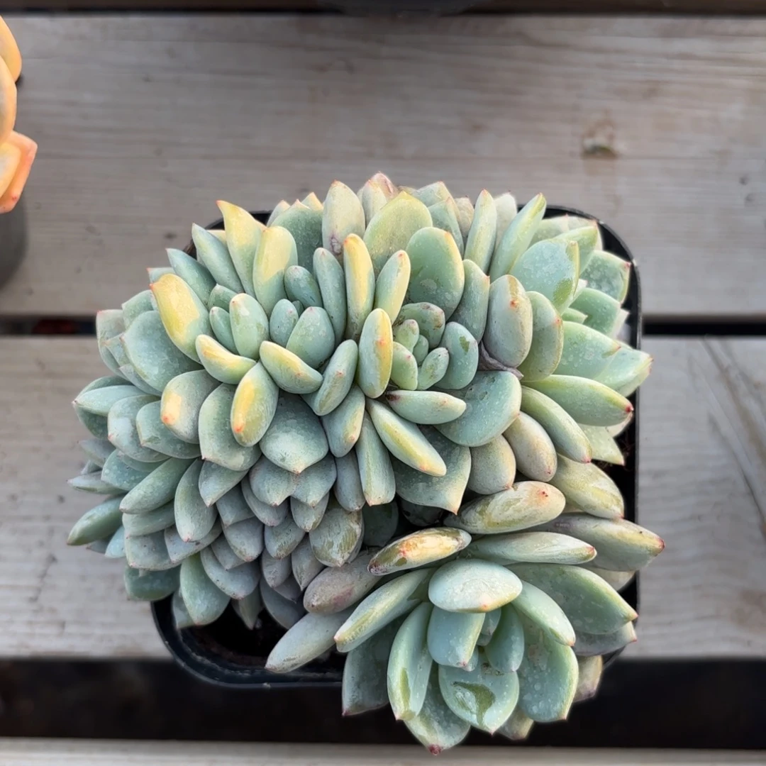 无花朵8头朵朵橙梦露无砍