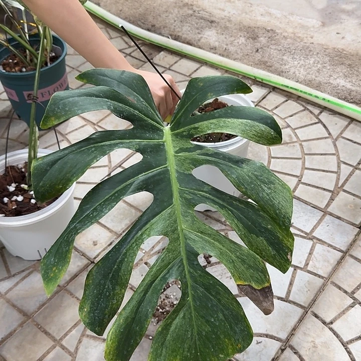 庞***鱼无花朵M3薄荷单叶一叶一芽