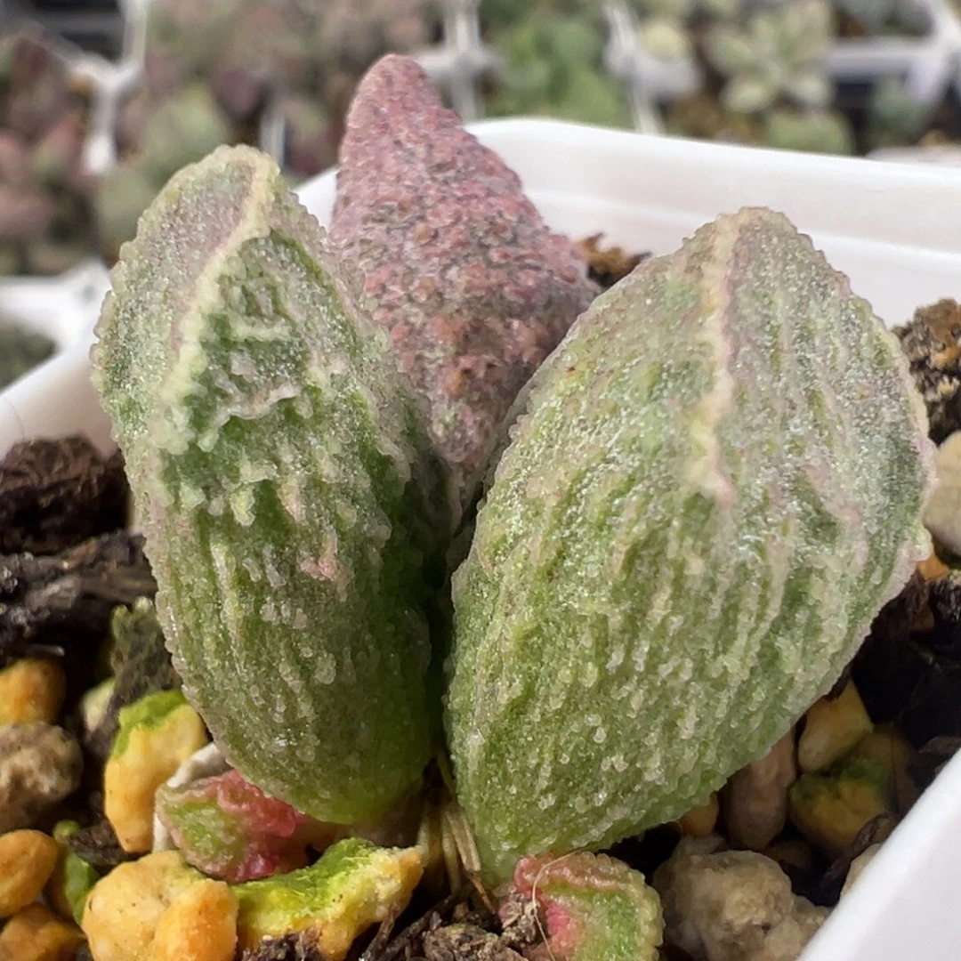 w胖叶型冰晶纹实生新品