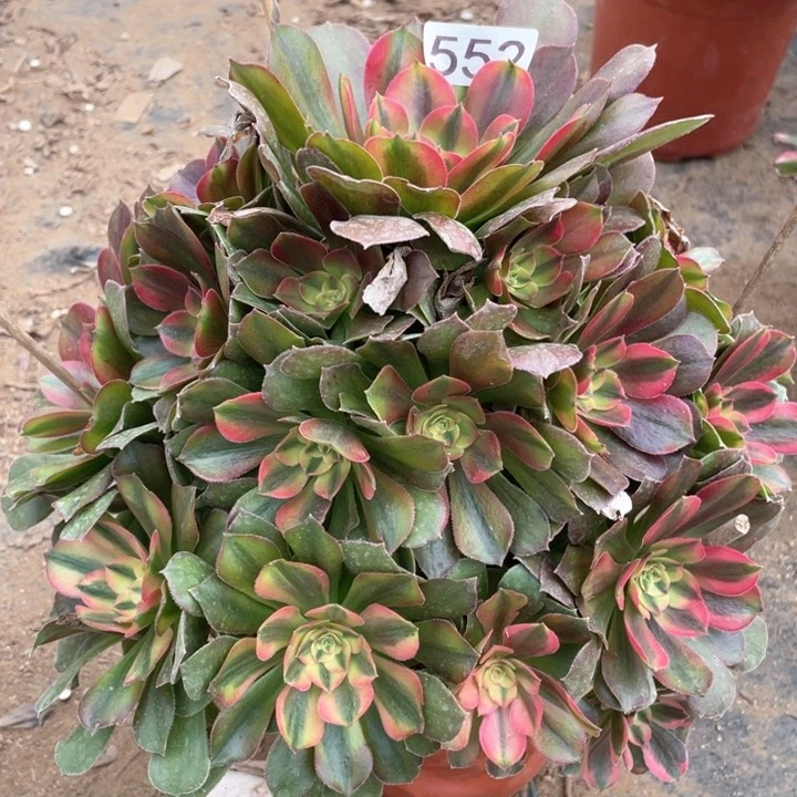 新***雅552多肉植物香妃