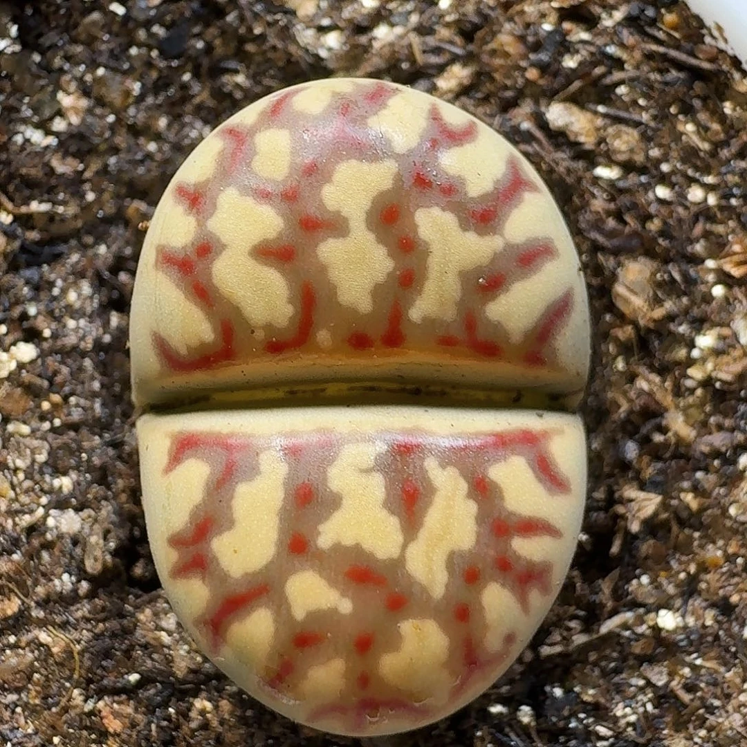 生石花11111。    166