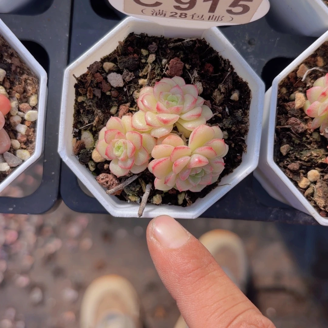 C915麦秆yieuyipaow