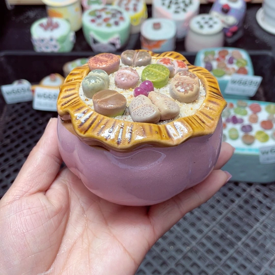 w6700 -零下地区拍保温箱-15支持寄养