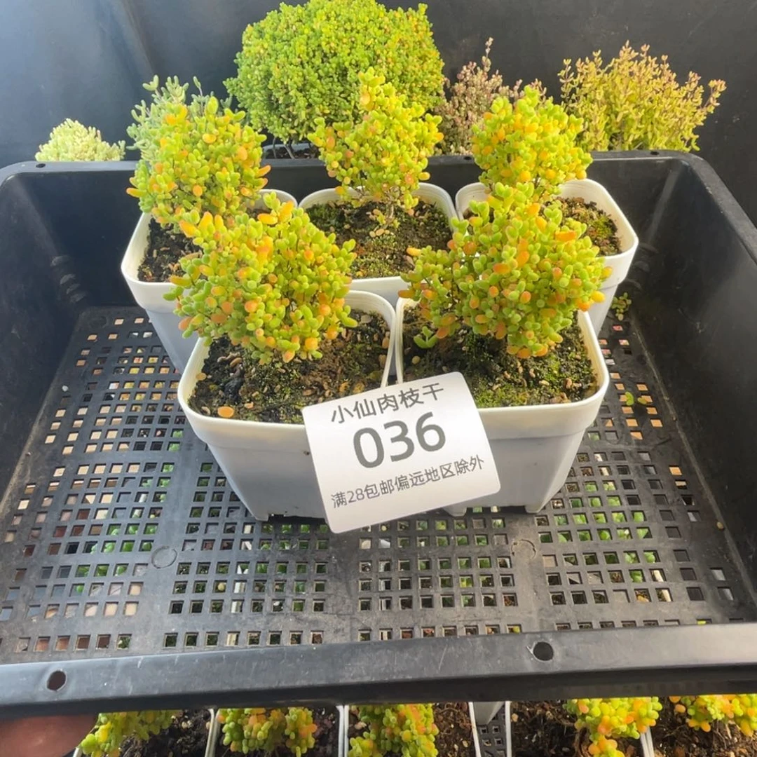 036枝干番杏蜜橘5棵