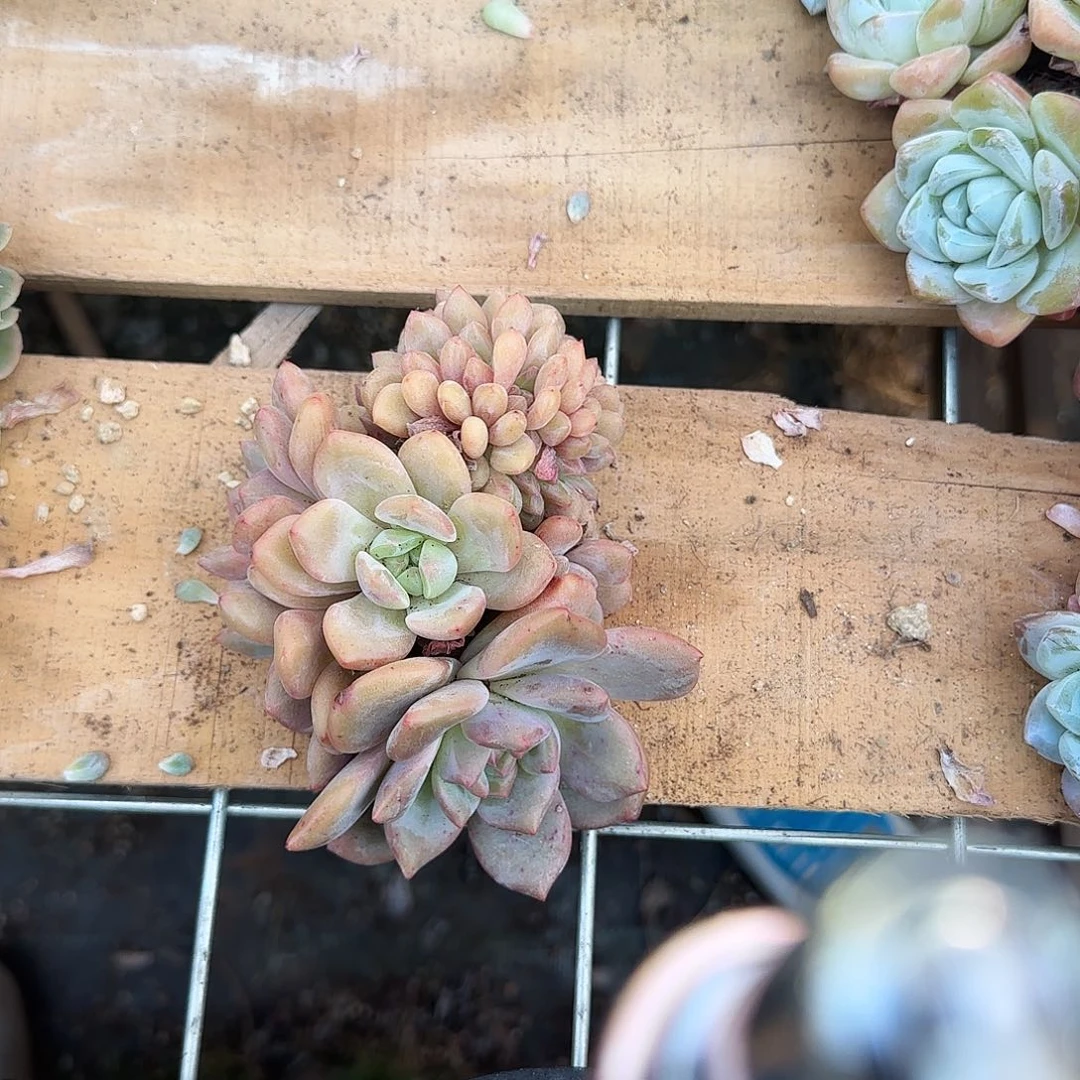 爱丽儿缀，状态超级好