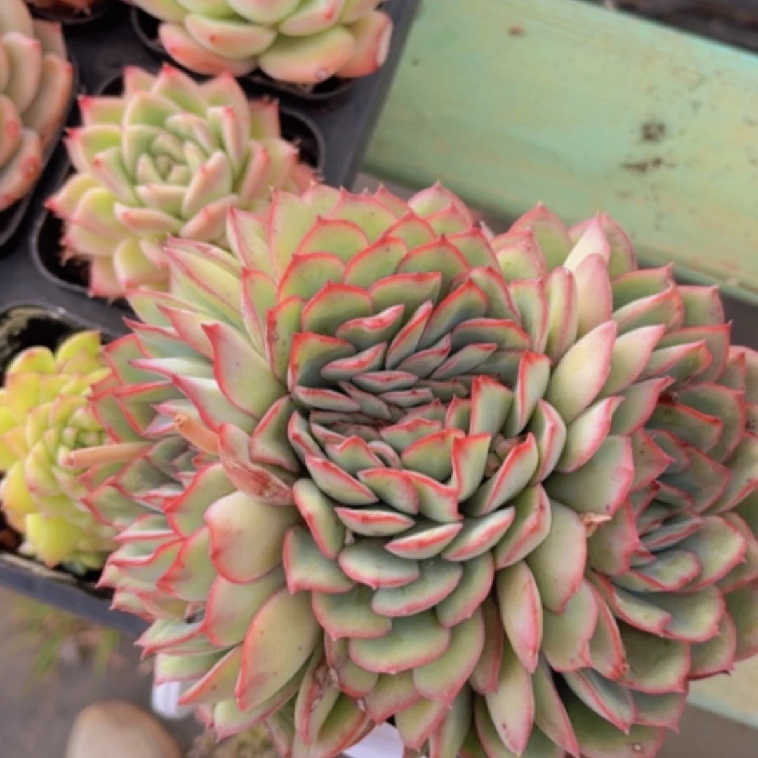 【闪购商品】月光女神缀14248