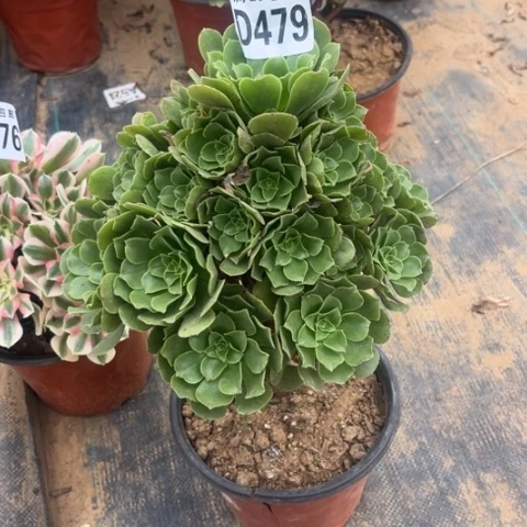 479绿羊绒不包断枝