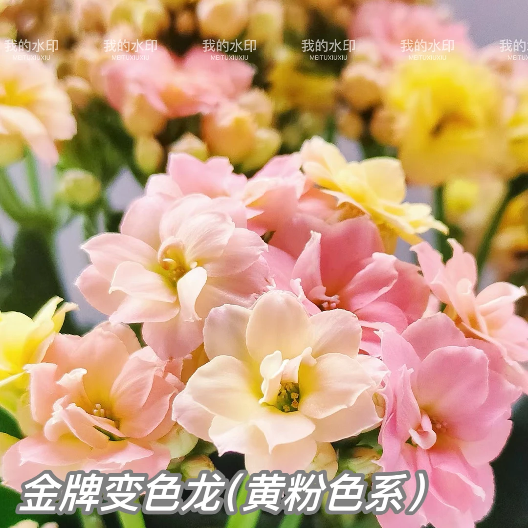 【金牌变色龙】变色长寿花 经典水密挑130盆 低于零下拍保温