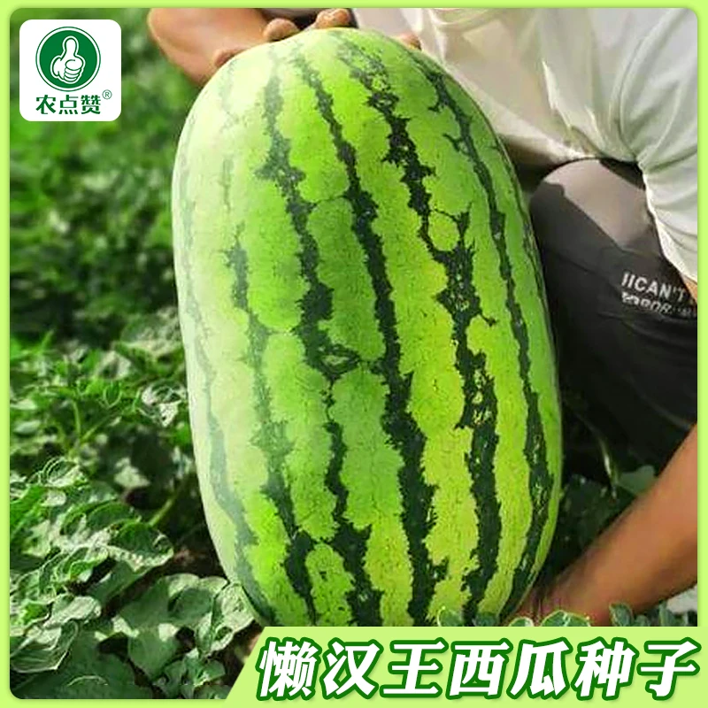 懒汉王西瓜种子 超甜特大懒汉西瓜适应性强四季易种植水果西瓜籽