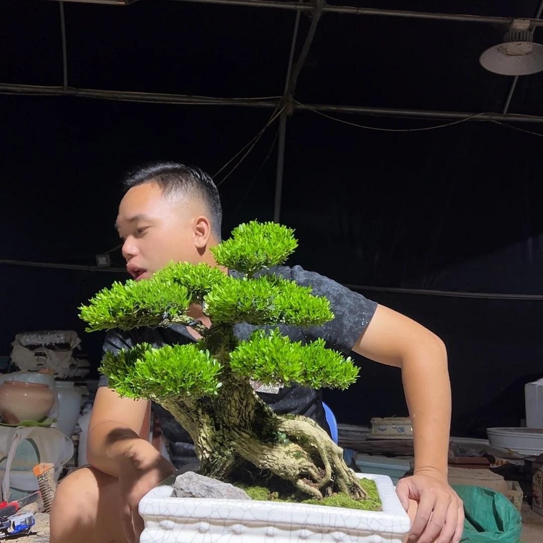 当前无花朵，栽培后可花朵黄杨盆景