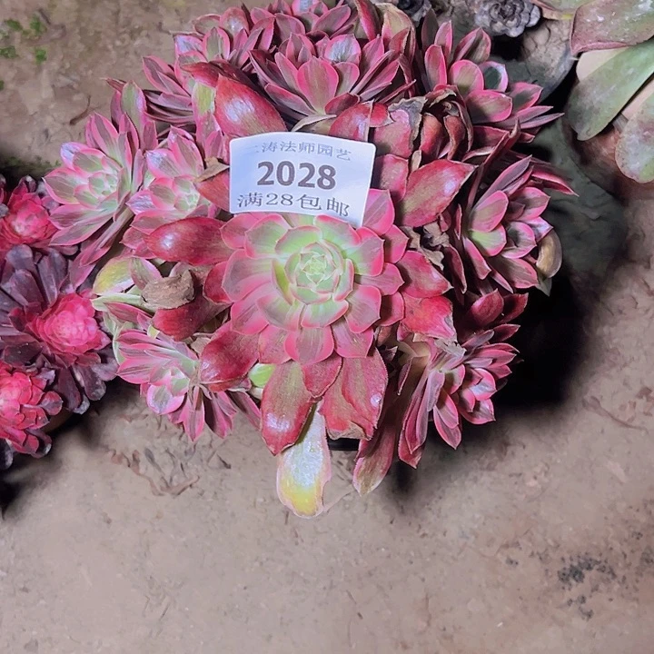 2028浣纱多肉植物老桩