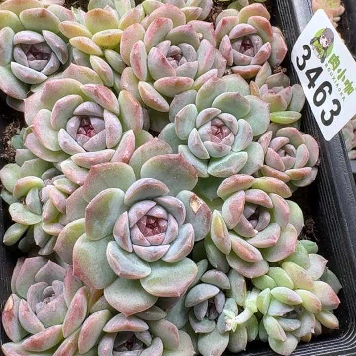 泡***x多肉植物多肉植物