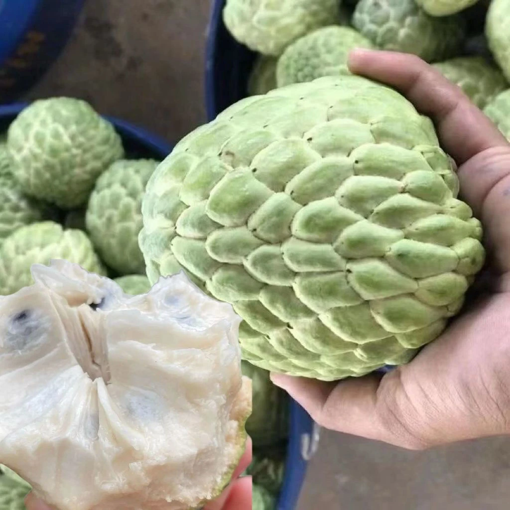 【EMS空运】大目凤梨释迦果新鲜番荔枝软糯香甜维生素C水果释迦果