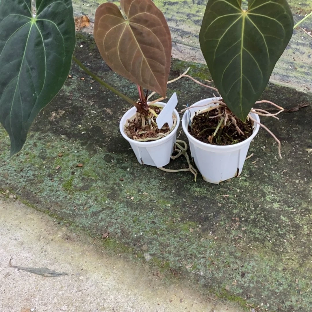 不开花植物2颗活动（无售后）