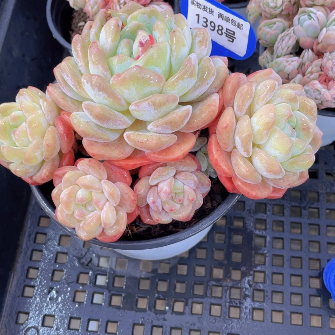 1398号 多头奶油大白兔群一个