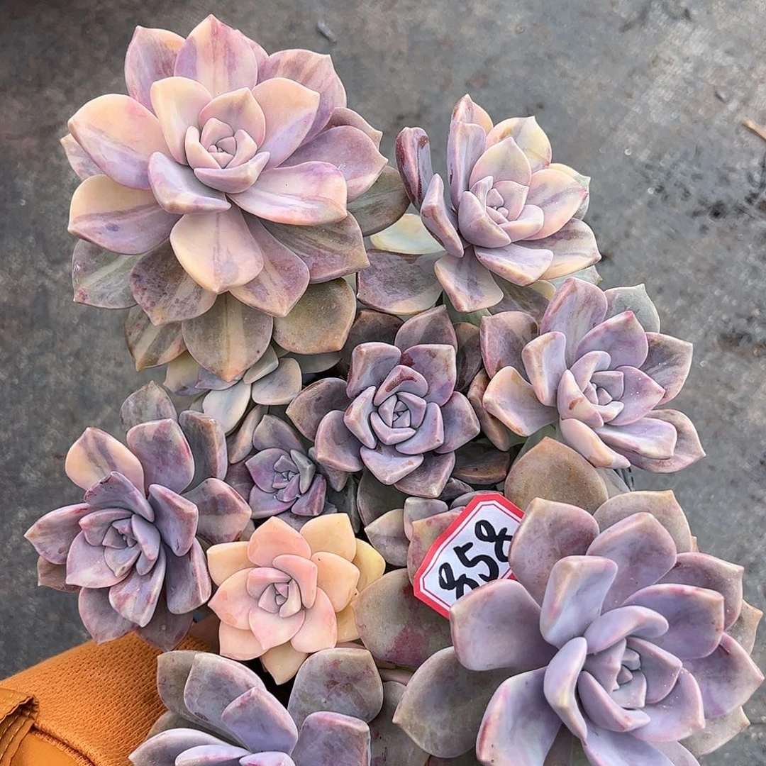 858号紫乐锦，一物一拍