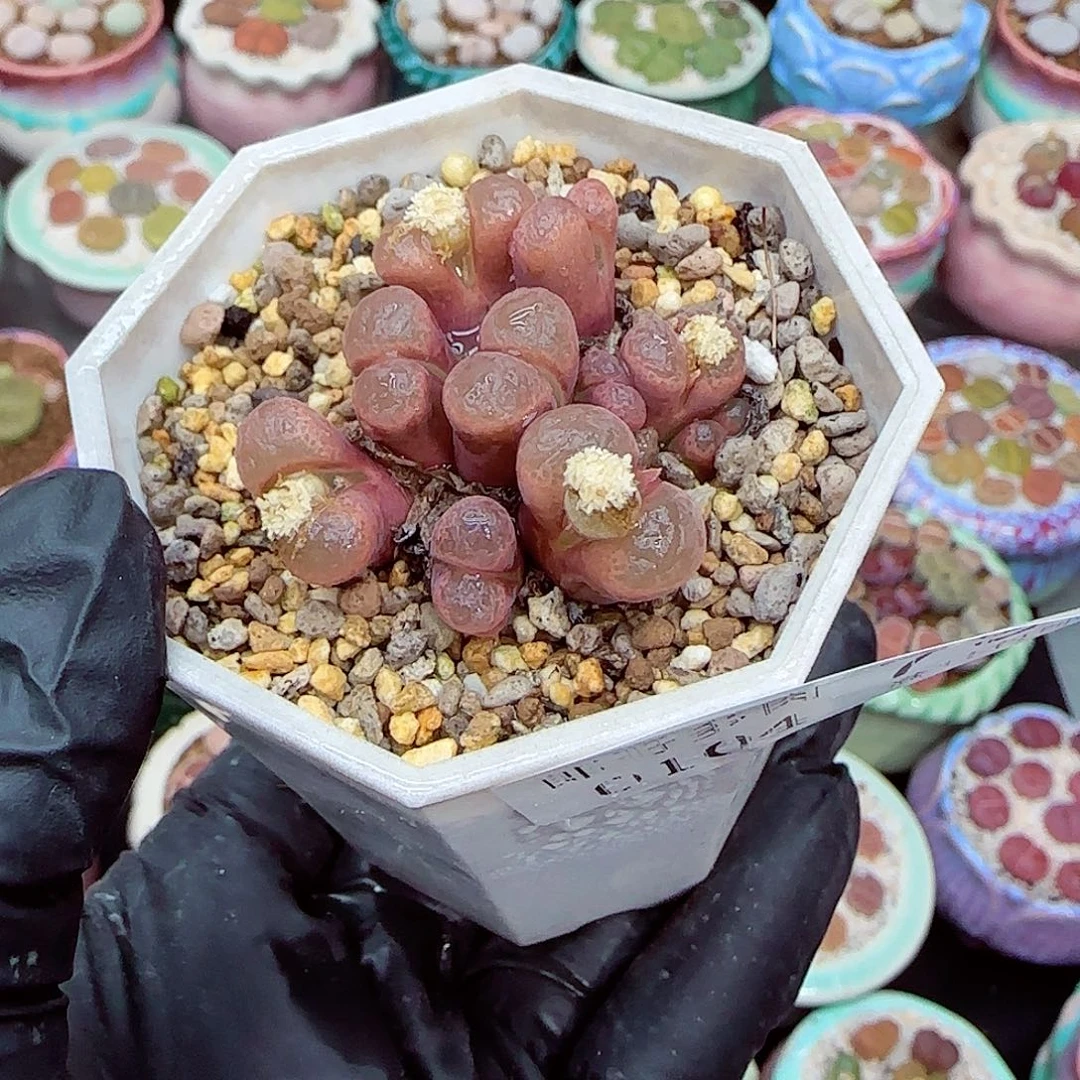 生石花满18包邮0104-79