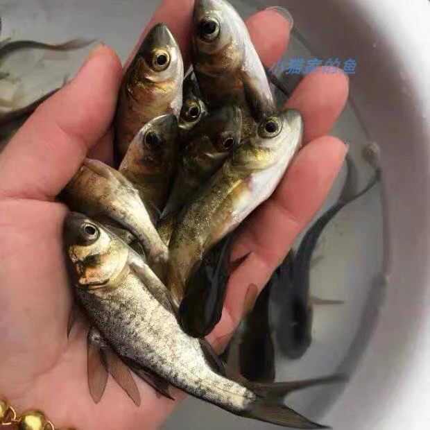 优质花鲢鱼鲜活水产大头鱼可食用肉质细嫩可当观赏鱼