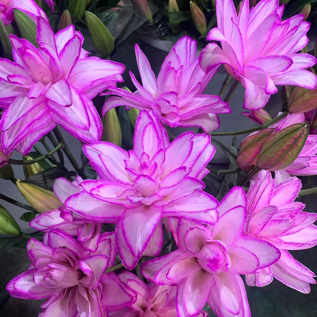 霞多丽香水重瓣百合（五度以下拍保温棉 不拍不售后）